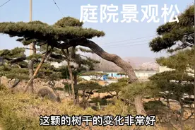 庭院栽什么景观树？最能彰显主人家品味和气度，景观松绝对是首选视频封面