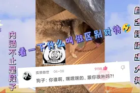 神评论：看看什么叫做区别对待，哈哈哈哈，#神评论#