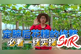 玫瑰香葡萄定腕以后葡萄花穗修整确认葡萄数量和位置及产量的估算视频封面