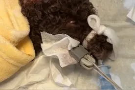 汪美女得了“子宫蓄脓”受苦了！视频封面