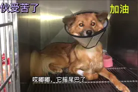 嘟嘟今天精神状态还可以，嘟嘟要加油！争取早一点回家和姐姐相聚视频封面