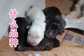 拉布拉多跟柴犬配对产崽，第一次见啊，事实证明基因强大就是牛