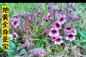 地黄全身都是宝遇到千万别错过，叶片花朵加两个鸡蛋瞬间变美食！