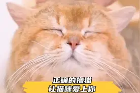 正确的撸猫，让猫咪爱上你