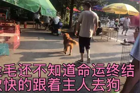 可怜的“金毛”还不知道命运终结，欢快的跟着主人走向狗肉车视频封面