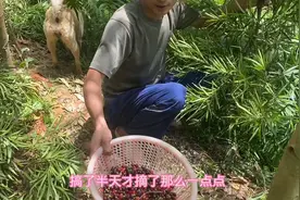 在广东连广东人都很少知道的一种水果，树像罗汉松，果子可以泡酒