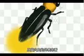 带你了解萤火虫视频封面