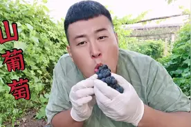 自家园子种的山葡萄，现摘现吃，这感太棒了，欢迎大家来采摘视频封面