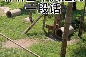 听听当年凤姐的一段话……视频封面