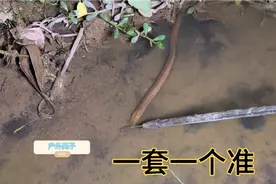 有了这个抓鳝鱼神器，不要蚯蚓不要钩，一套一个准
