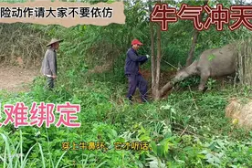 这样子强制的穿牛鼻环，真的很费劲，我们这里养牛都是这样子训牛