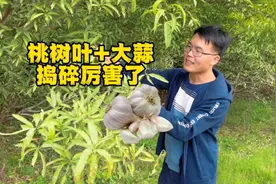 农村“桃树叶+大蒜”捣碎好处了不得！很多人不知它的好处！视频封面