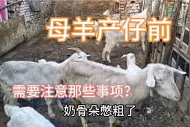 母羊难产不用急，65岁养羊大哥这样简单做一下，不花钱就搞定