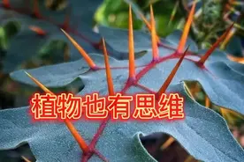 植物也有思维，它的思维精细程度是你想象不到的！视频封面