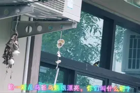 漂亮的鸟夫妻来我家筑巢养育宝宝啦视频封面