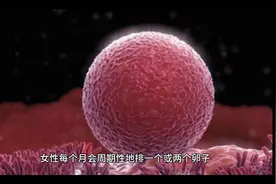 奇怪的知识增加了～祖母的选择视频封面