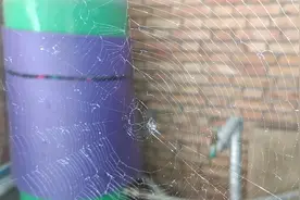 蜘蛛网的寓意和象征视频封面