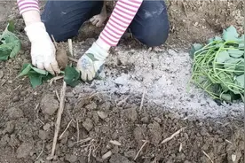 种红薯要想产量高，不生虫，皮相靓，种的时候就要给它下这种肥