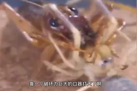 世界最强肉食性昆虫战斗力排名视频封面