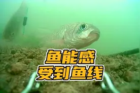 鱼到底能不能感受到鱼线的存在？当然能，钓鱼人的经验还真靠得住视频封面