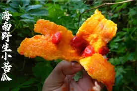 苦瓜还有野生的？海南这种野生小苦瓜世面上很难见到了，吃着好苦视频封面