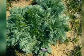 茵陈，中药有一抑菌抗真菌苦口良药。