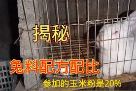 养兔子都想知道的饲料配方，想养好兔子全靠它，兔子长得不不生病