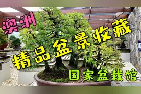 看看澳洲盆景（下）- 国家盆景馆 @澳大利亚堪培拉视频封面
