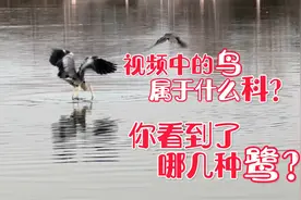 苹果13ProMax4K60帧杜比视界手持拍拍鸟，长炮队的老摄影师惊呆了视频封面