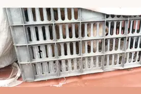 贵州名犬下司犬，已经走下坡路了 我是贵州人，我喜欢说实话视频封面