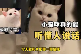 小猫咪真的能听懂人说话吗？研究表明小猫咪