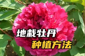 牡丹地栽对土壤要求不高，但不能让根系架空，灌浆更利于生根视频封面