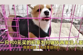 900块的柯基呆萌可爱辗转两家却没人要，是什么原因呢？带你来看视频封面