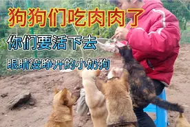 狗狗们吃肉了，眼睛没睁开的小奶狗，喂奶的时候很困难？能坚持吗视频封面