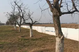 距天津城区十公里的小镇张家窝，城建水平比得上一座城市吗？视频封面