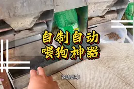 自制自动喂狗神器视频封面