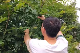 农村小伙带着媳妇摘香椿叶，媳妇嫌弃老了，小伙无奈自己摘视频封面