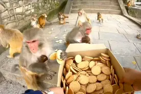 一箱饼干分给猴子们吃，都有份吃饱为止！视频封面