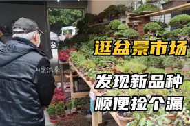 逛都市盆景市场，了解新品种试试运气能否捡个漏视频封面