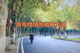 重庆中心城区最浪漫的梧桐大道视频封面