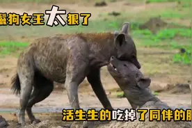 鬣狗女王，教训犯错的鬣狗，下手太狠了视频封面
