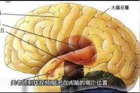 关老师制作视频供大家了解脑干视频封面