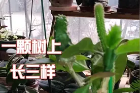 交个作业！看看一颗树上嫁接的三样植物长势都不错，期待开花视频封面