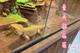乌鲁木齐室内动物园、近距离接触小动物、带小朋友是个不错的选择视频封面