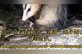 看着人畜无害的北美负鼠，吃起蛇来一点也不含糊，蛇愣是不敢反抗