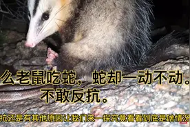 看着人畜无害的北美负鼠，吃起蛇来一点也不含糊，蛇愣是不敢反抗视频封面