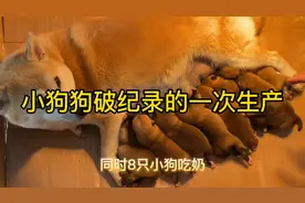 小狗破纪录的一次生产，一窝生了八只，也太厉害了吧