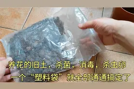 养花的旧土，杀菌，消毒，杀虫卵，只需要一个“塑料袋”全部搞定视频封面