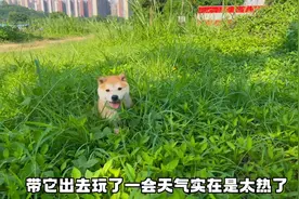 花五万找一年都找不到的品相和性格俱佳的中华田园犬之黄狗白面