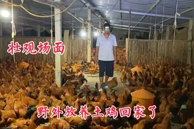 山里野外放养土鸡，晚上会自己回家，不用担心要去找它